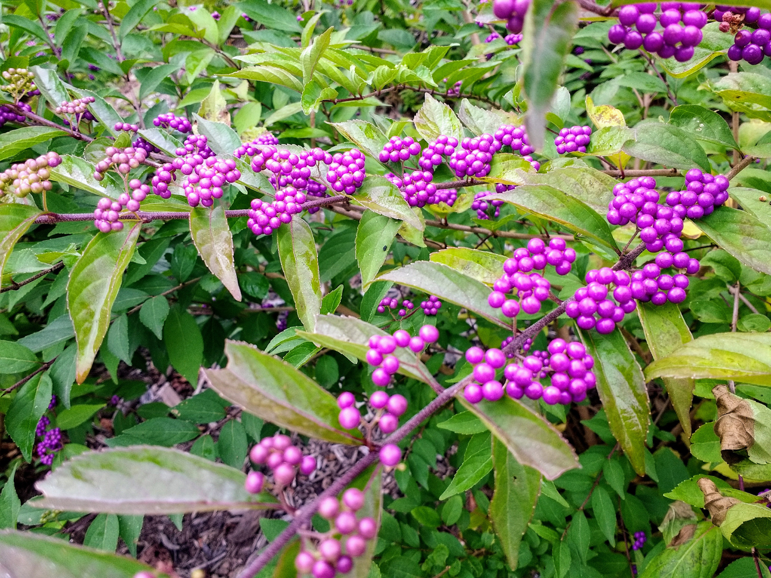 Japanese Beautyberry